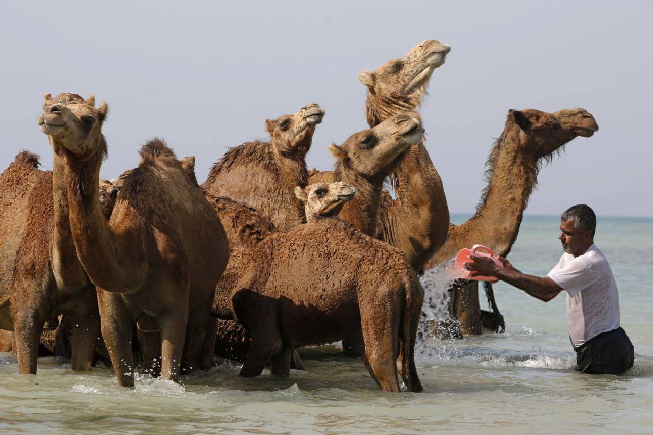 شتر‌ها در جزیره قشم