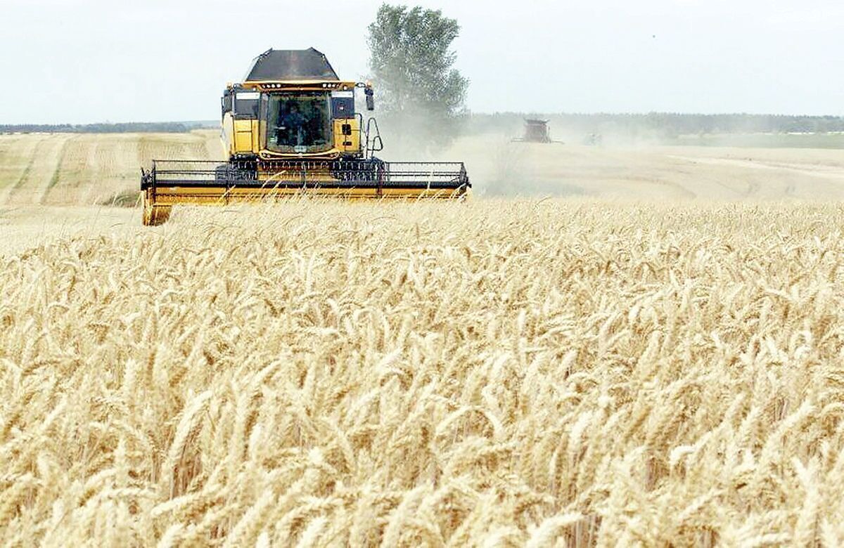 پرداخت ٢٨.۵ همت پول گندمکاران در ٢ روز گذشته