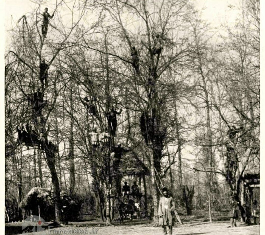 جمع آوری کرم‌های ابریشم