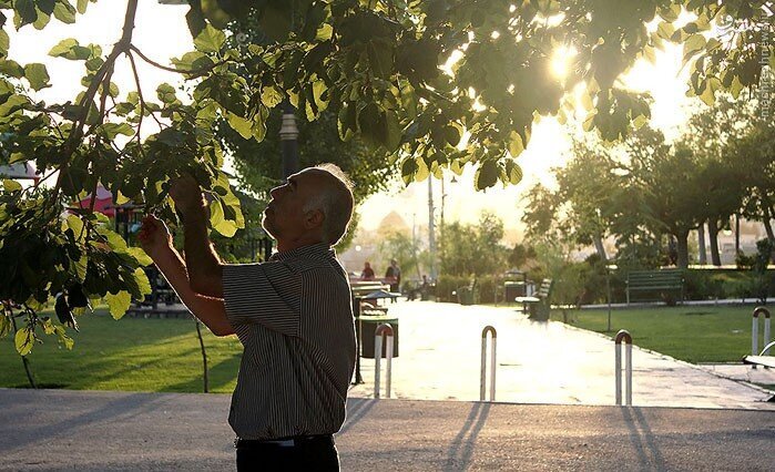 توتهای تهران سرطان زاست توتهای آلوده؛ تهدیدی پنهان در تهران