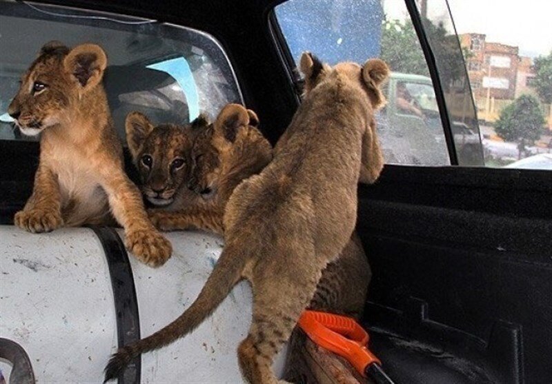 قاچاق گسترده حیوانات در پایتخت لو رفت