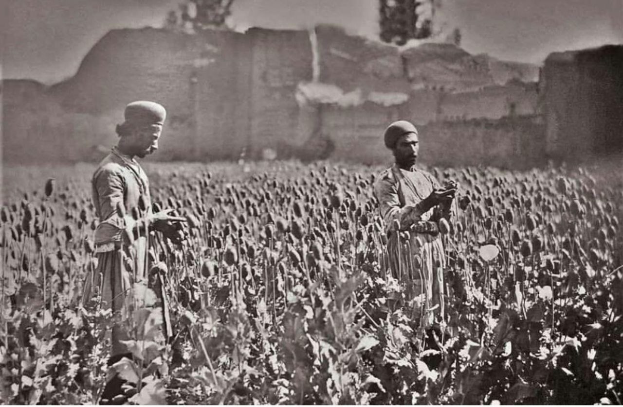 مزرعه خشخاش در جاده اصفهان یزد