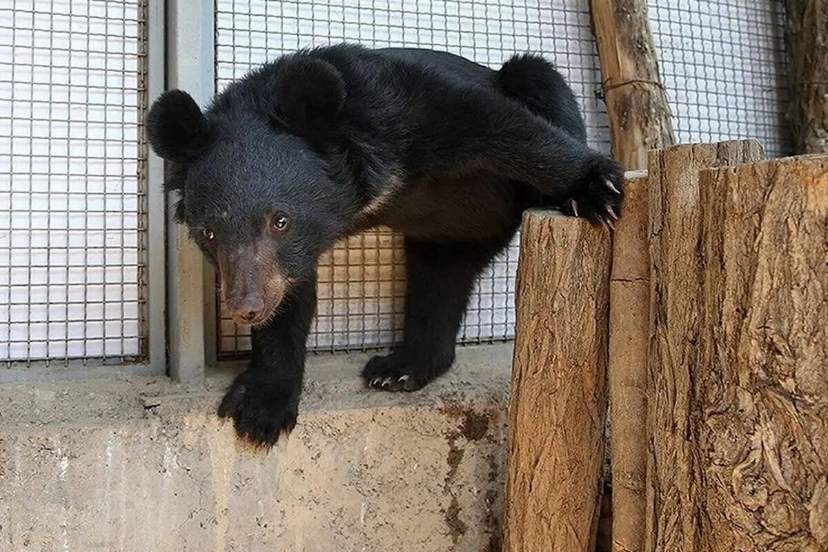 یک خرس پارک پردیسان گم شد