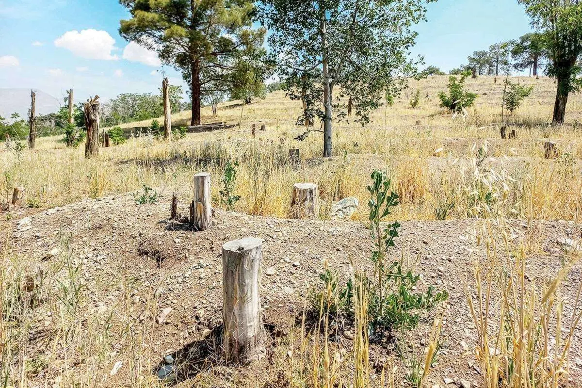 خشکیدگی و قطع درختان تهران