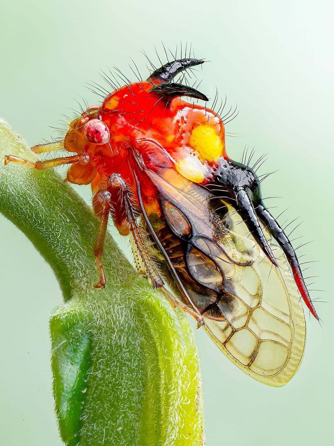 شیطان شاخدار