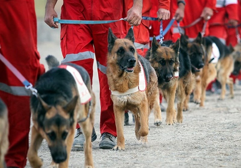 سگهای زندهیاب سگهای زندهیاب