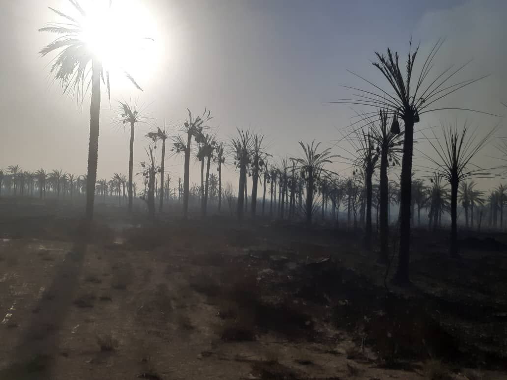 آتش‌سوزی گسترده در نخل‌های روستا‌های آبادان