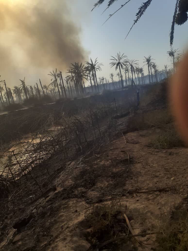 نخل‌های روستا‌های آبادان