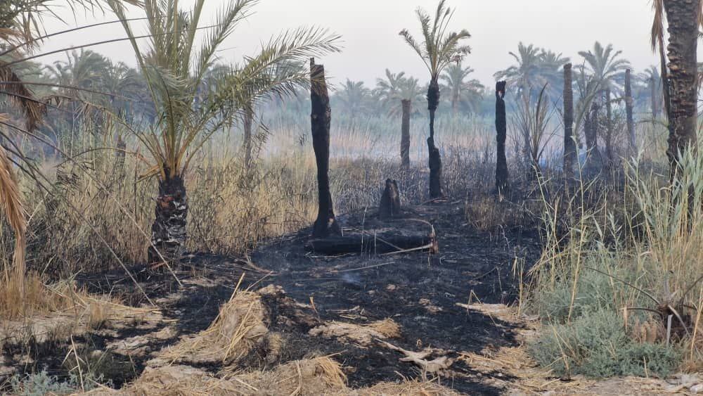 آتش‌سوزی گسترده در نخل‌های آبادان