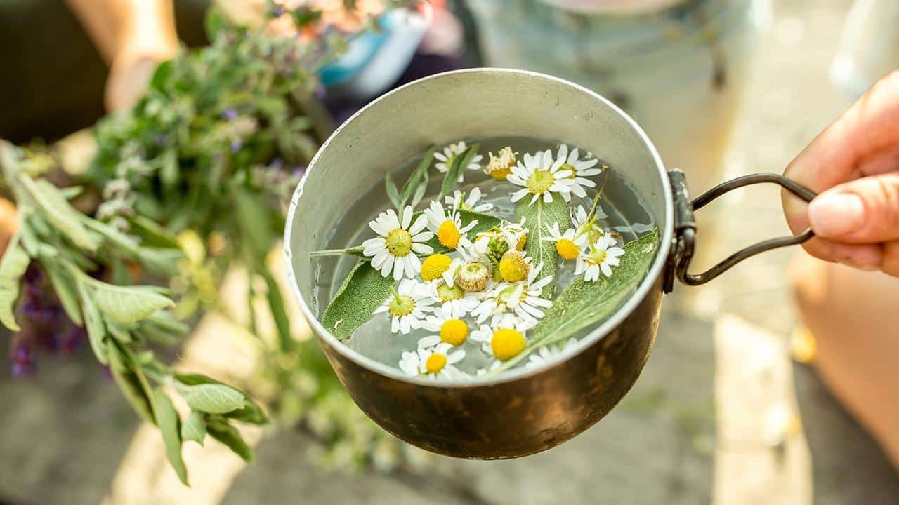 چای بابونه