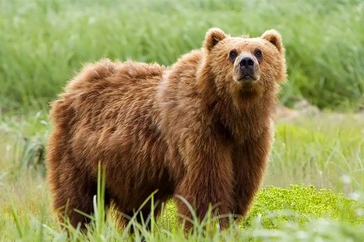 حمله خرس در مازندران