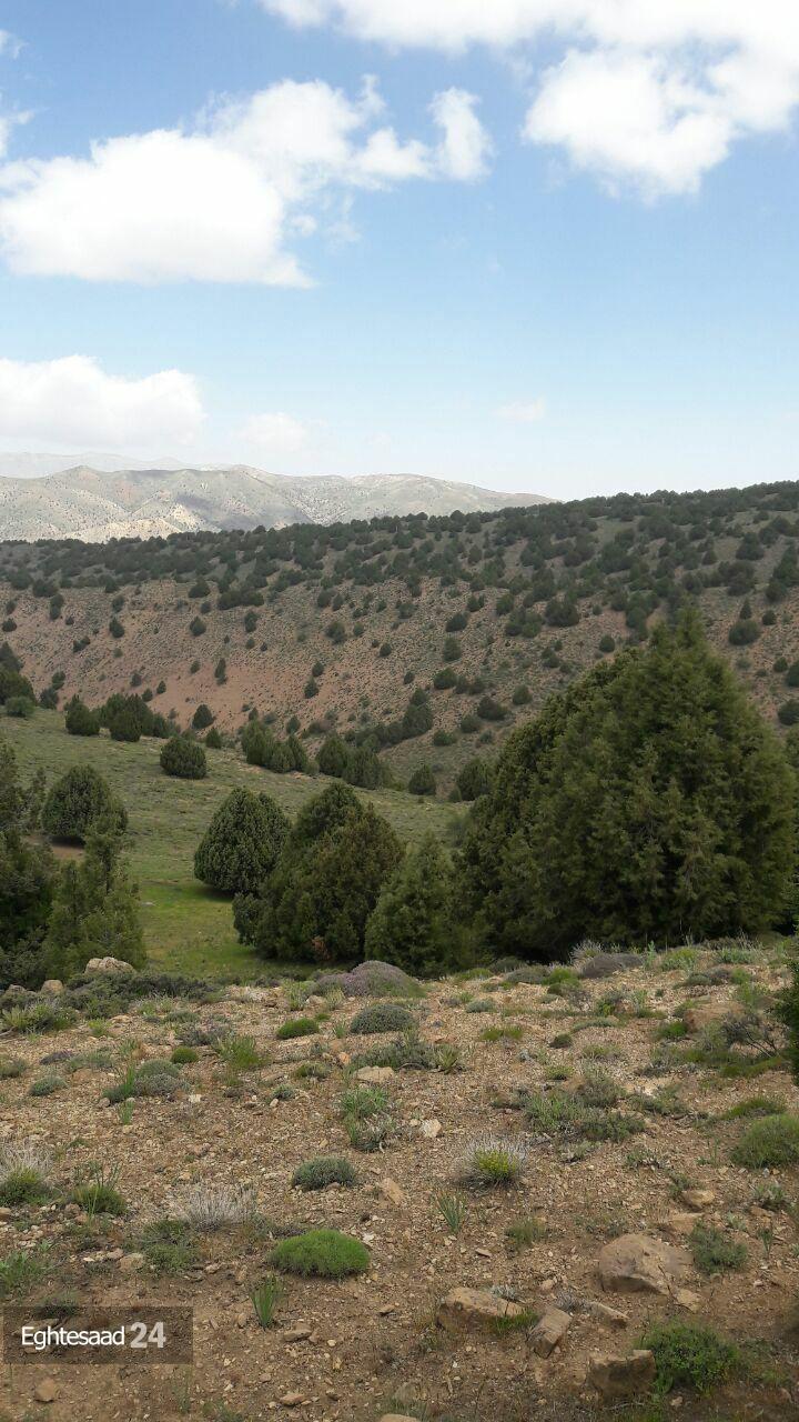 زیبایی چشم نواز جنگل تورانی