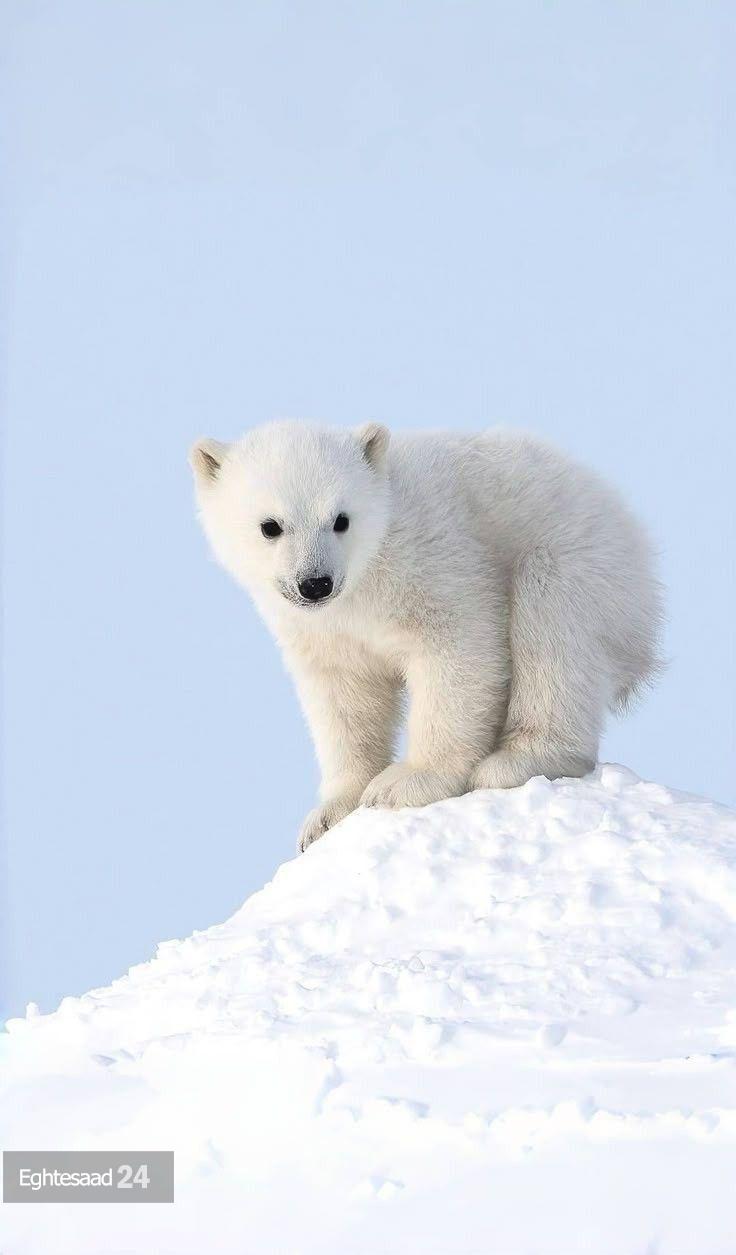 توله خرس‌های قطبی