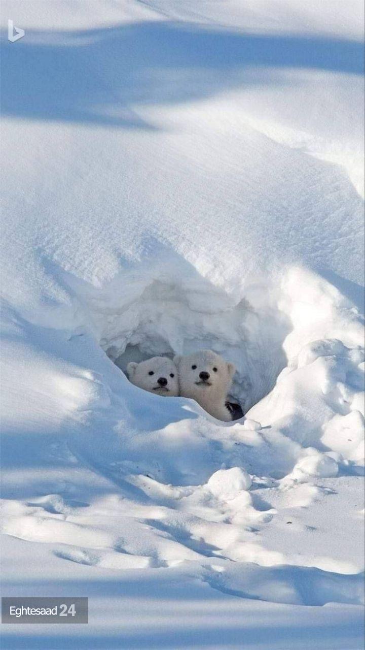 ژست بامزه توله خرس‌های قطبی