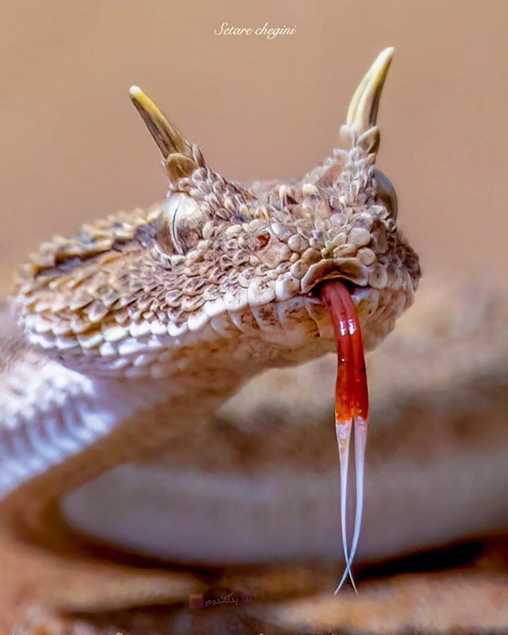 مار افعی شاخدار در خوزستان