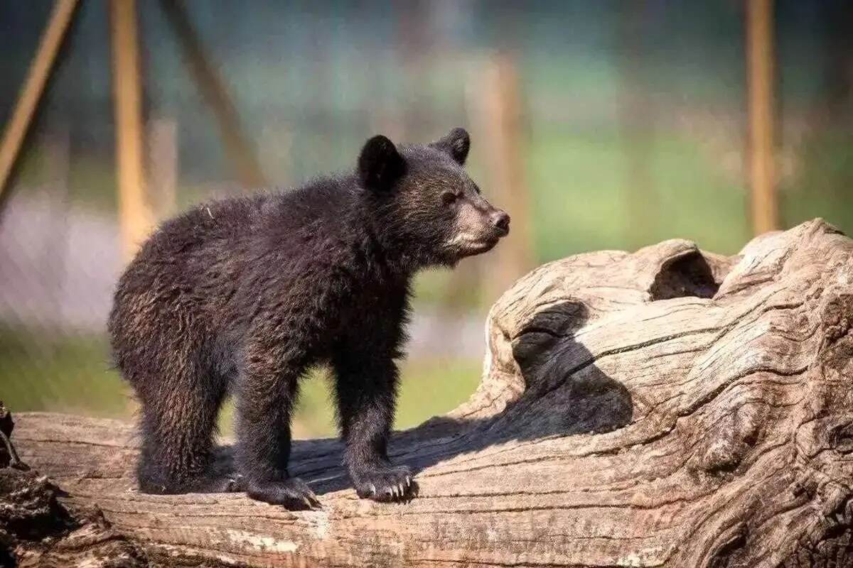 توله خرس گمشده توله خرس گمشده