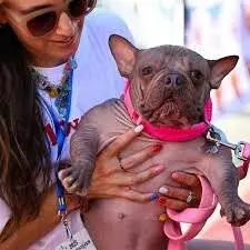 مسابقه زشت ترین سگ دنیا