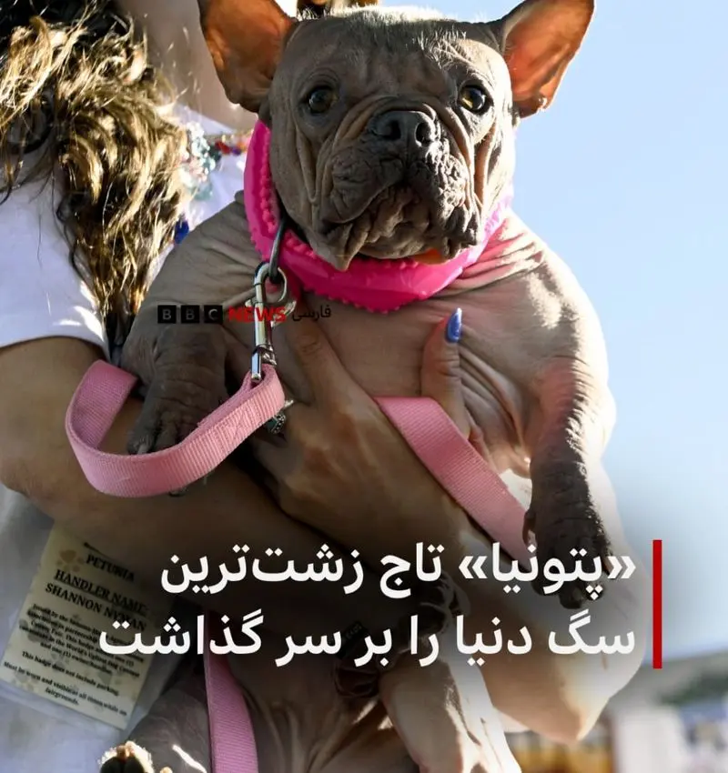 زشت‌ترین سگ دنیا