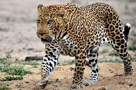 عکس/ مشاهده پلنگ ایرانی در پارک ملی سالوک