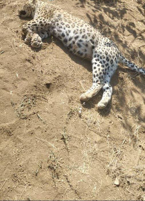 کشف لاشه پلنگ ایرانی در طارم سفلی