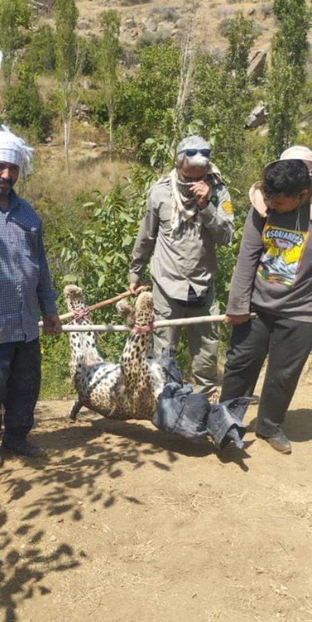 لاشه پلنگ ایرانی