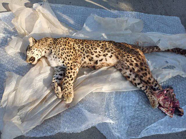 پلنگ در چمستان مازندران