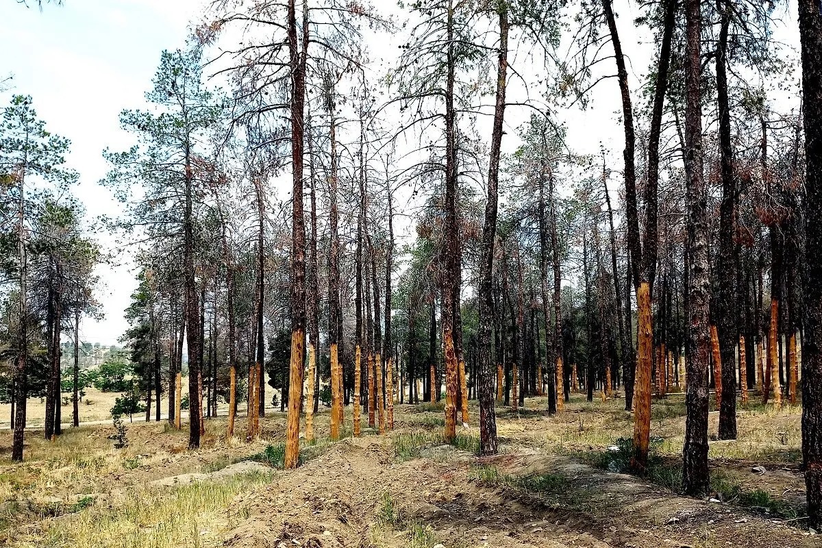 ۲۰ هزار درخت خشک شدند