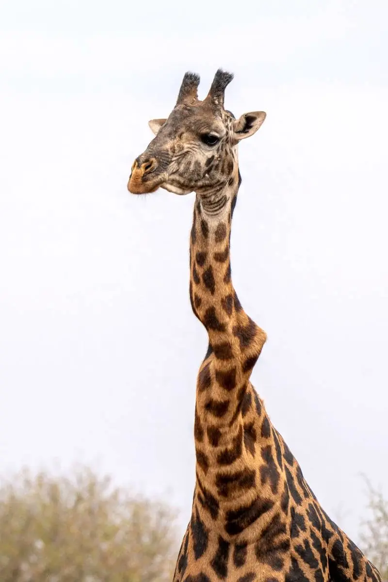 زرافه مشهور گردن‌کج