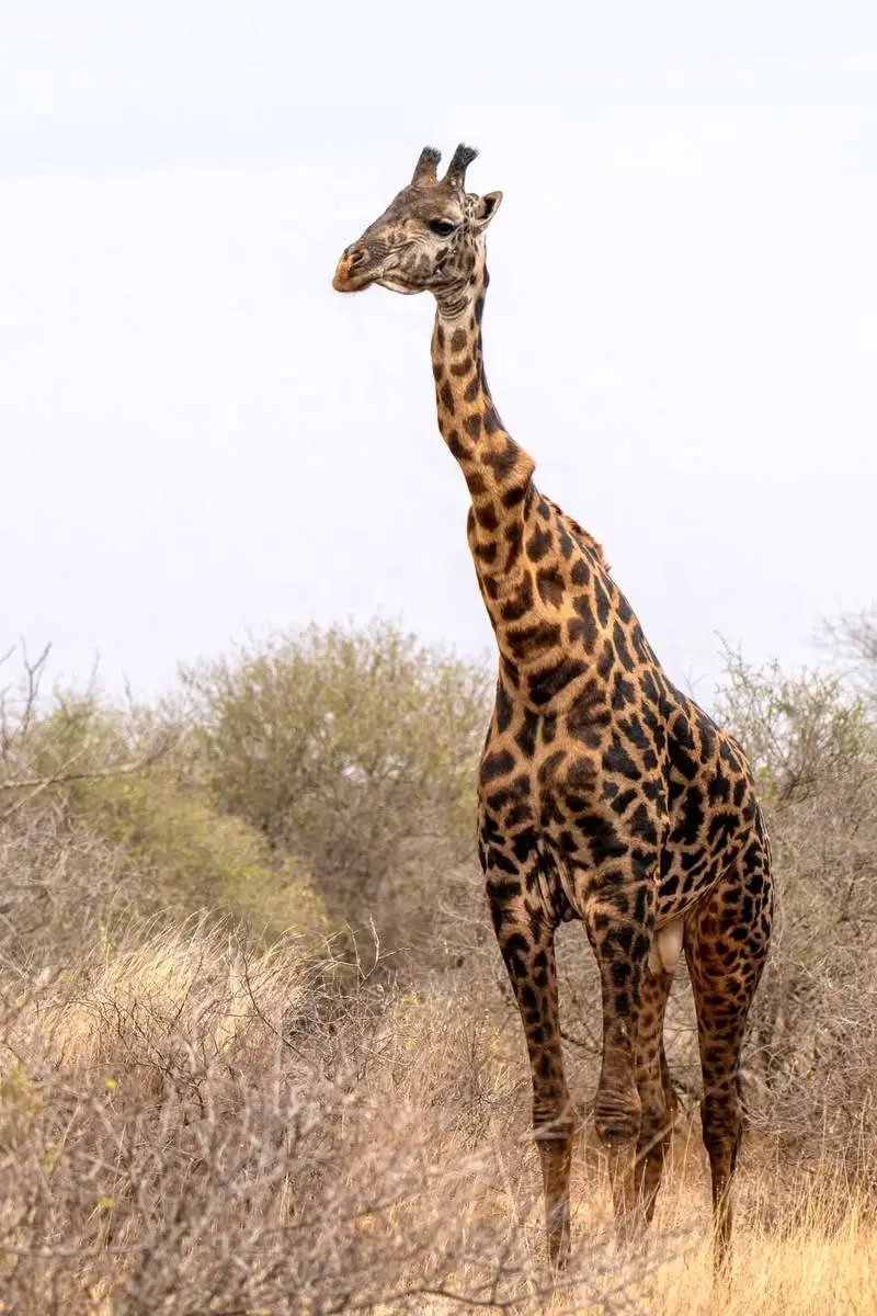 زرافه گردن‌کج