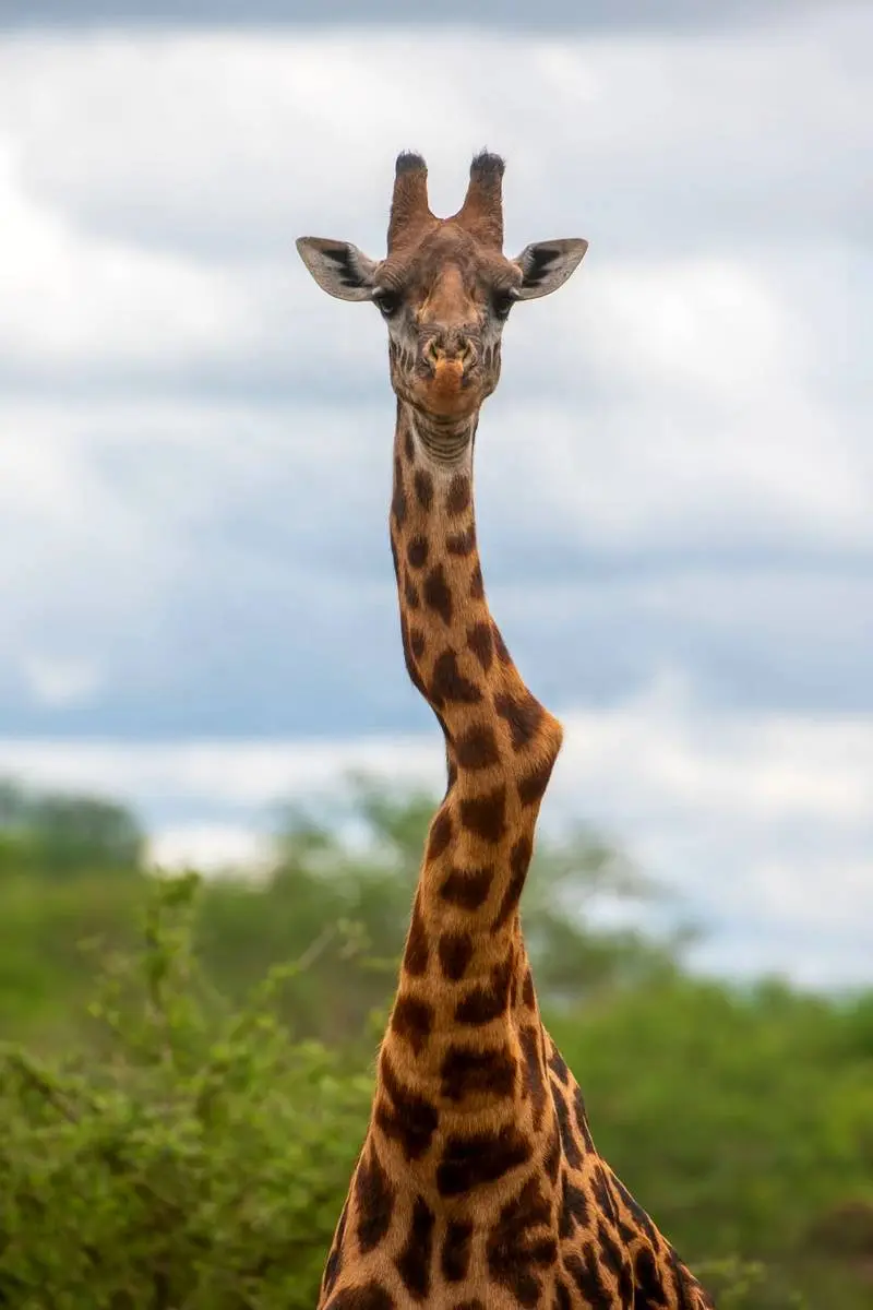 زرافه مشهور گردن‌کج در کنیا