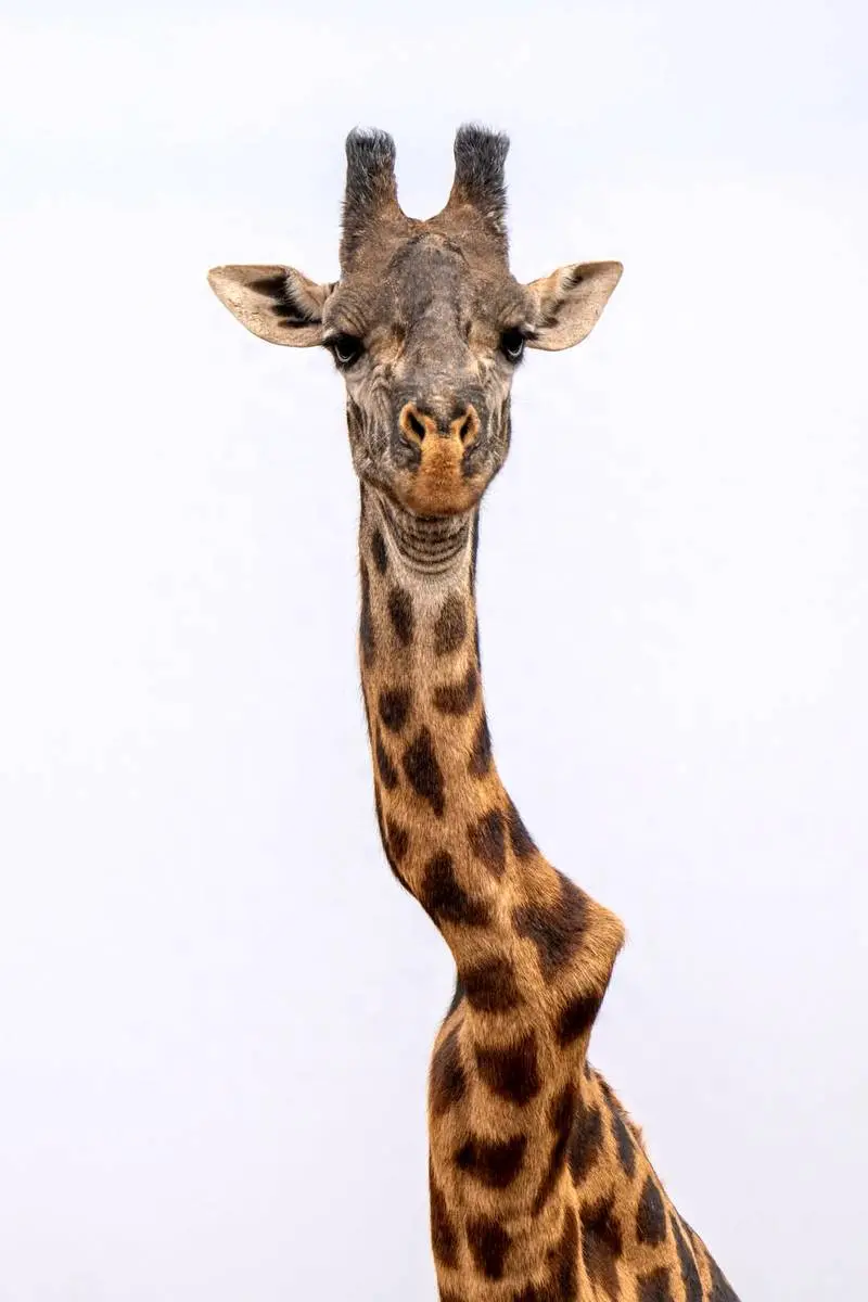 زرافه مشهور در کنیا