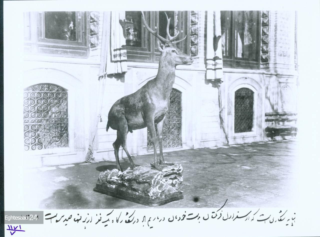 گوزن تاکسیدرمی شده