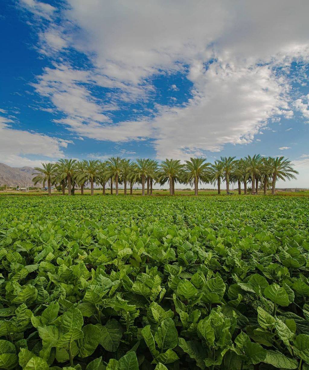 مزرعه تنباکو در تنگستان بوشهر