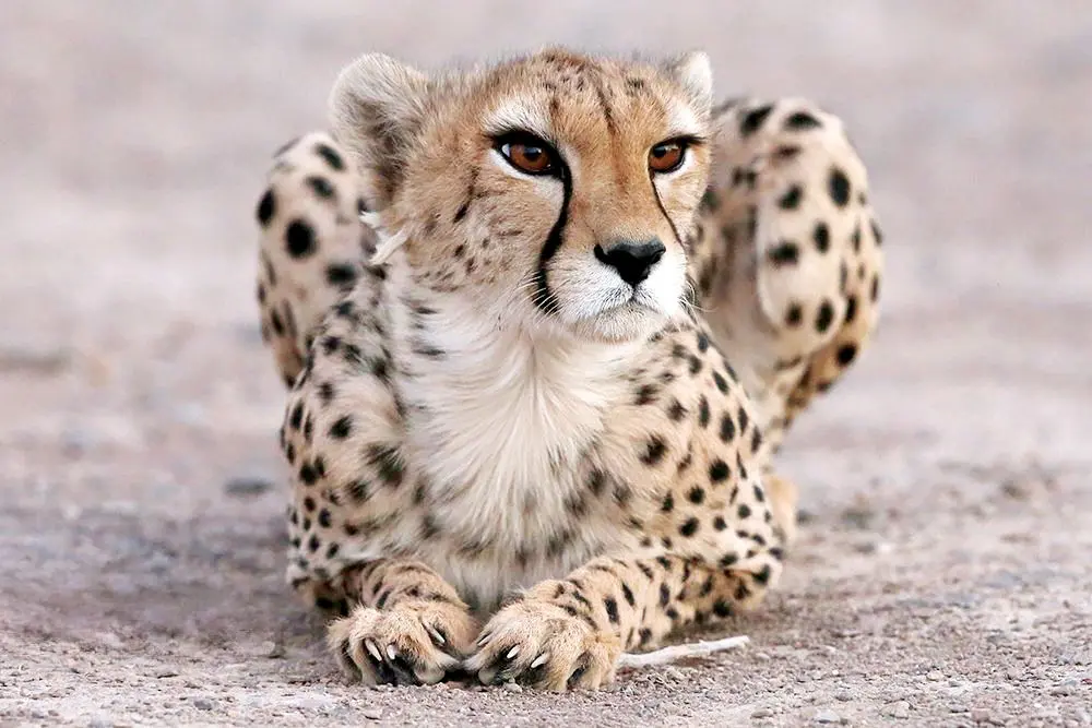 ۱۲ پاسگاه محیطبانی تعطیل شدند ۱۲ پاسگاه محیطبانی تعطیل شدند