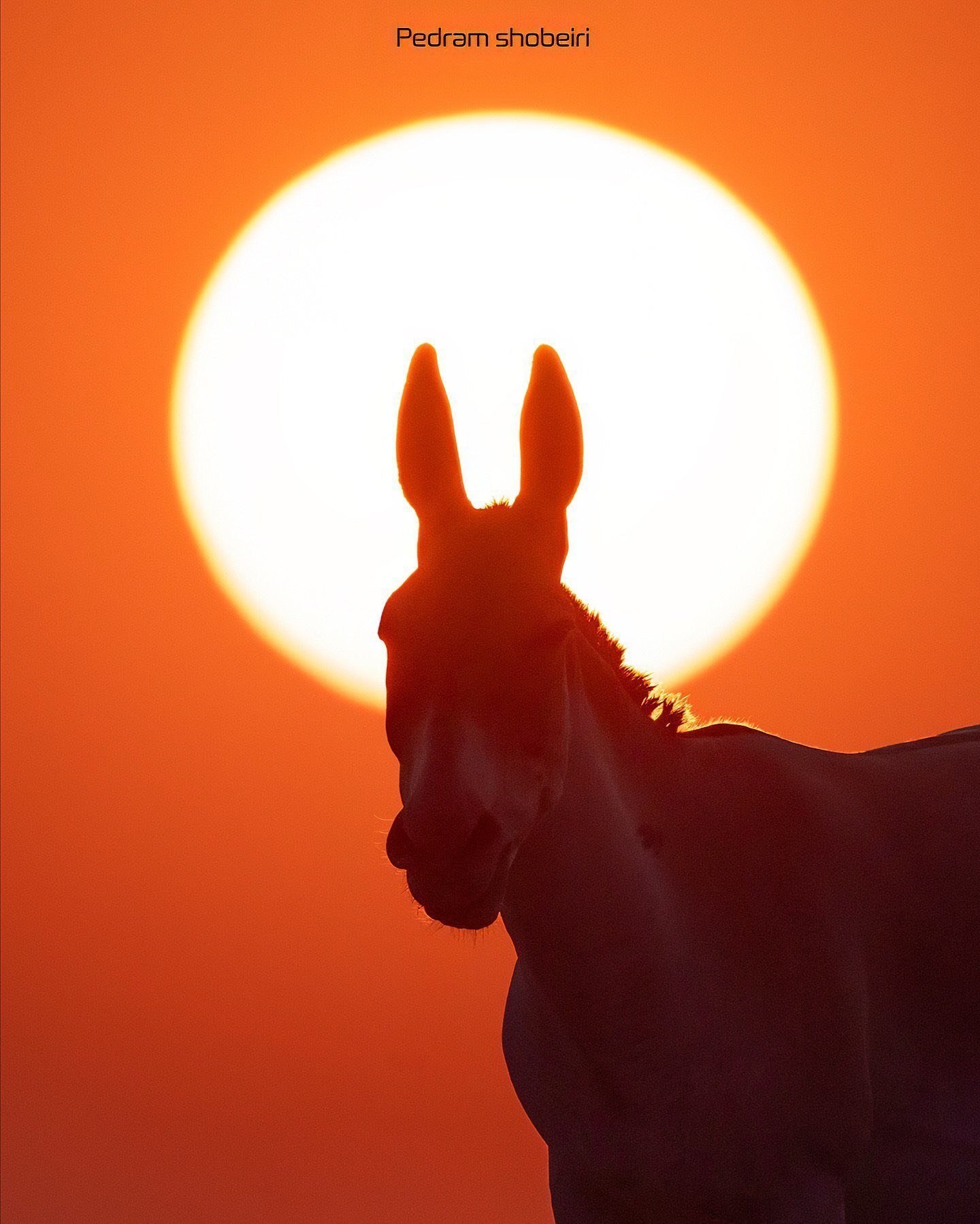 گور ایرانی در پارک ملی کویر