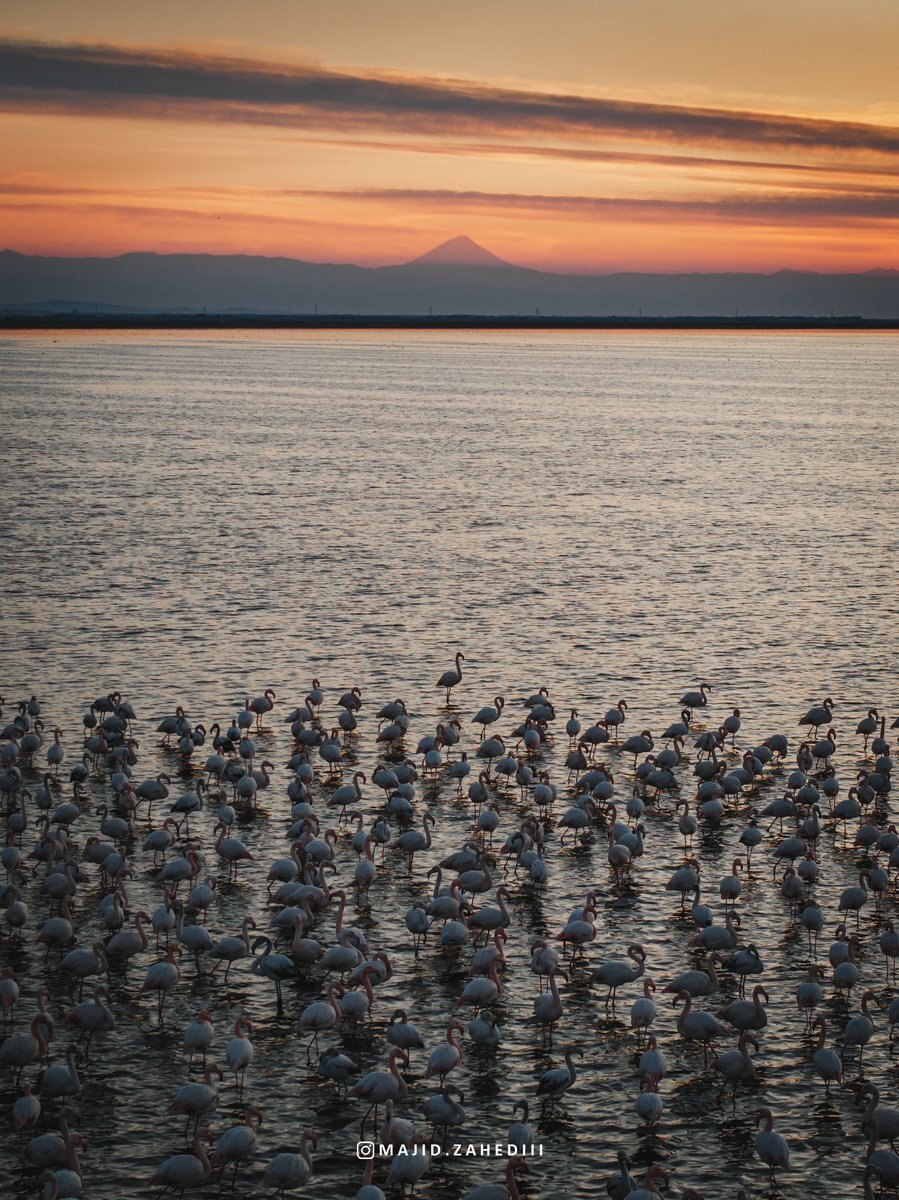زیبایی بی نظیر فلامینگو‌ها در چشم انداز دماوند