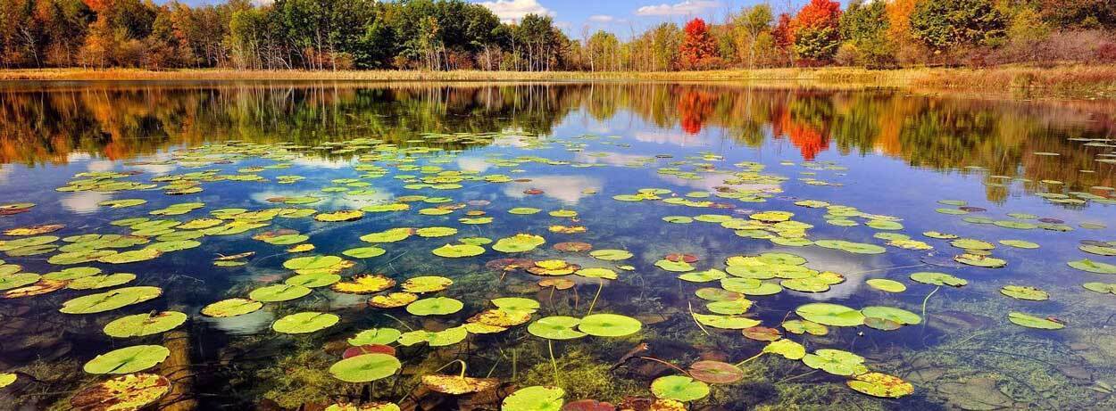 تالاب انزلی احیا می‌شود