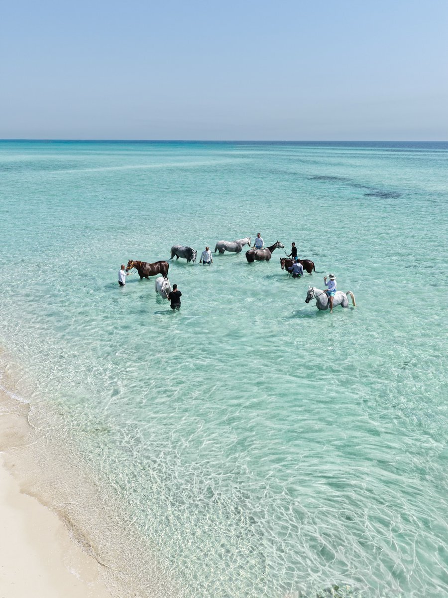حمام کردن اسب‌ها در آب‌های خلیج فارس