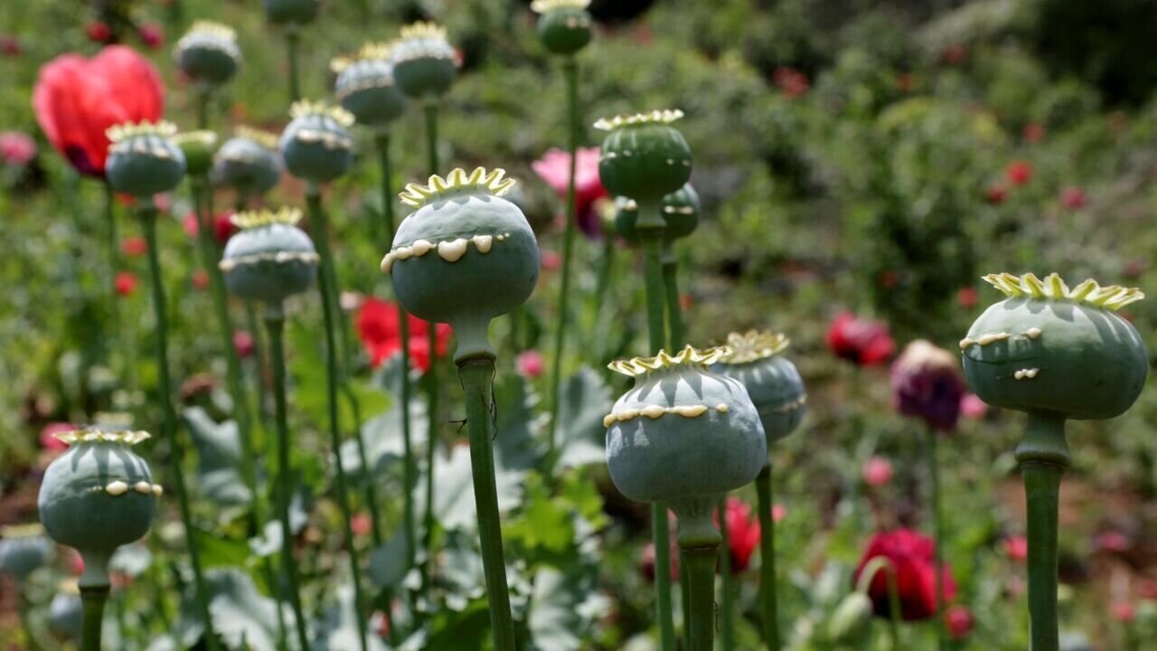 کشت خشخاش کشت خشخاش