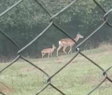 مشاهده یک رأس گوزن زرد ایرانی در سایت فندقلو