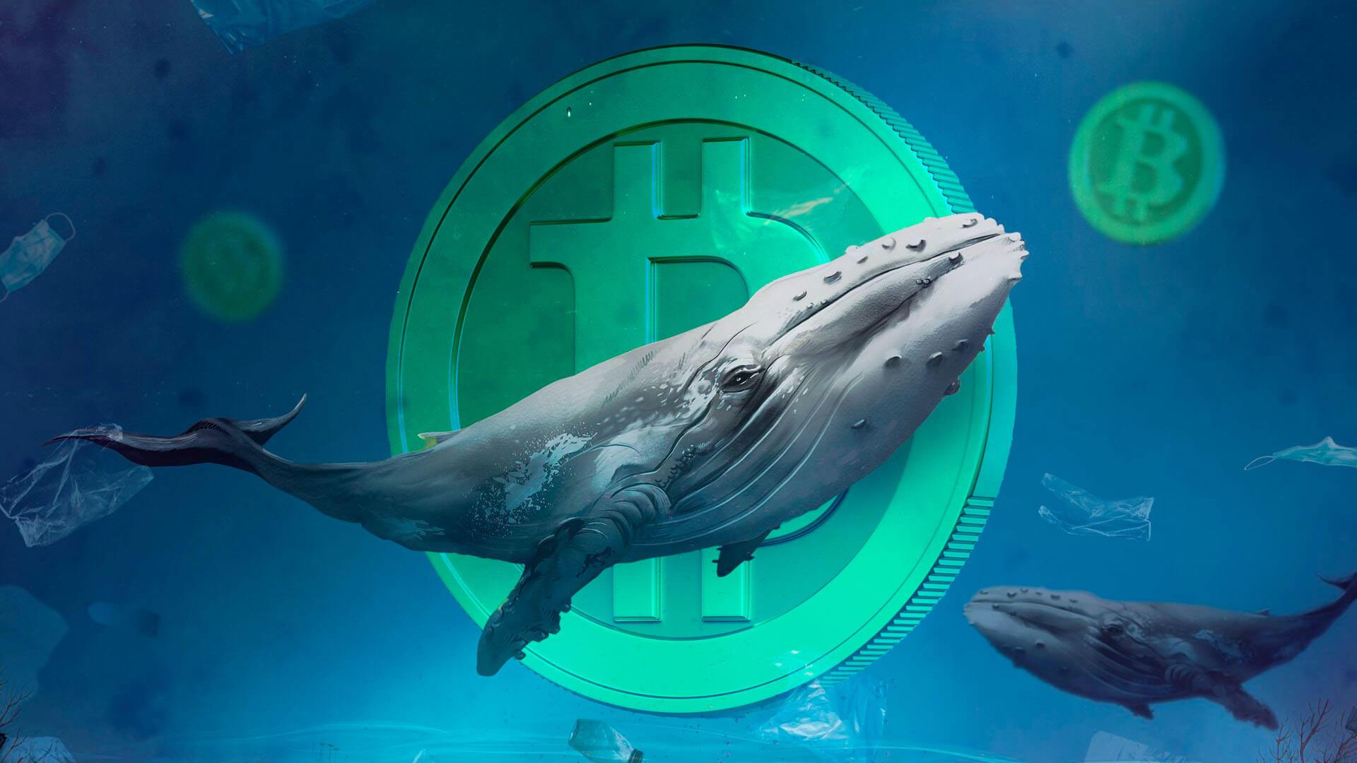 نهنگهای ارز دیجیتال چه کسانی هستند؟ نهنگهای ارز دیجیتال چه کسانی هستند؟