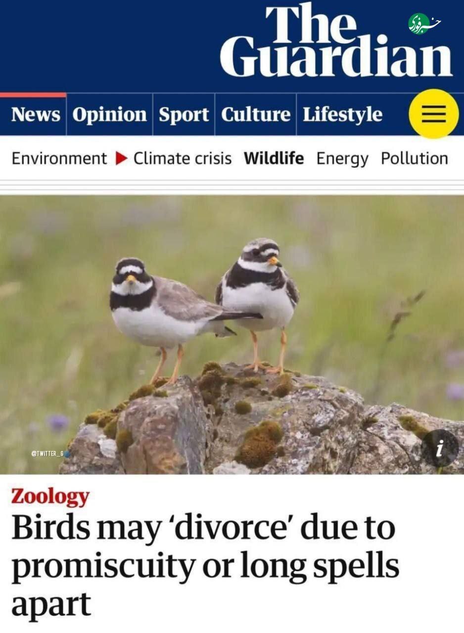 پرندگان هم طلاق می‌گیرند!