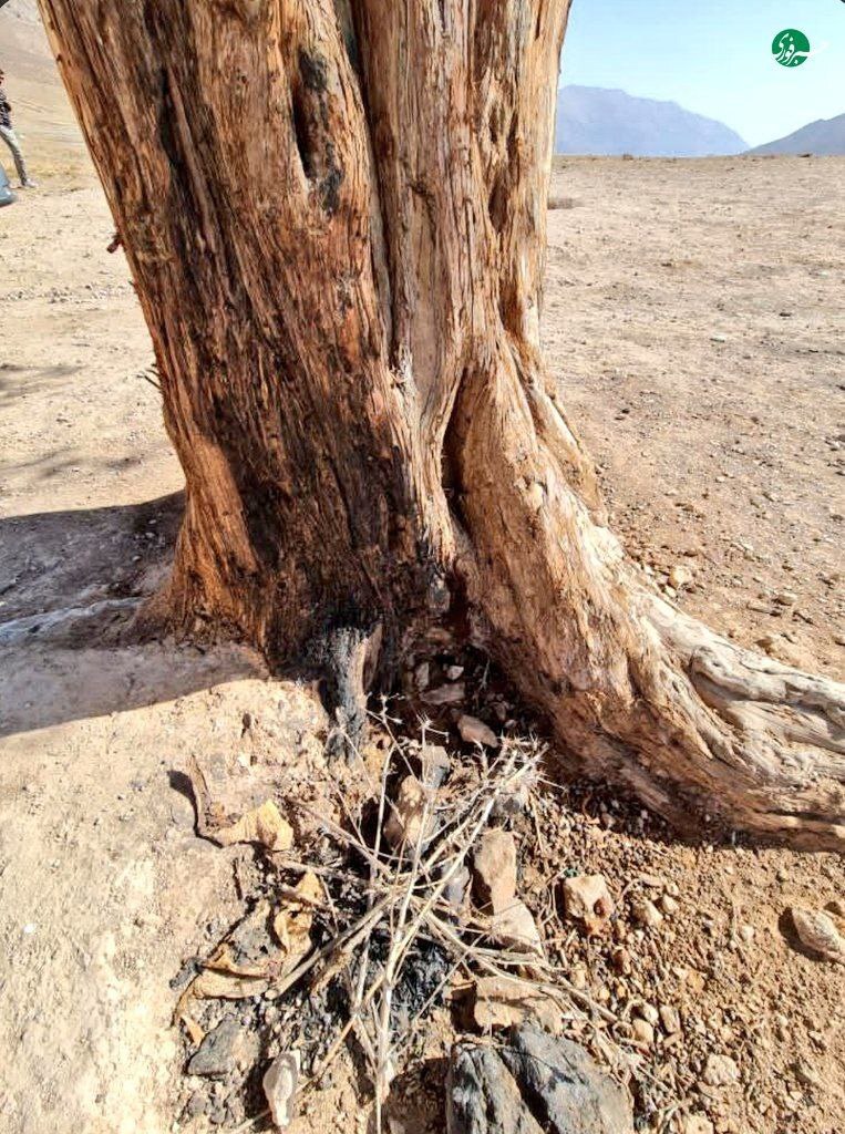 تک درخت تنها و دوست‌داشتنی جاده فیروزکوه