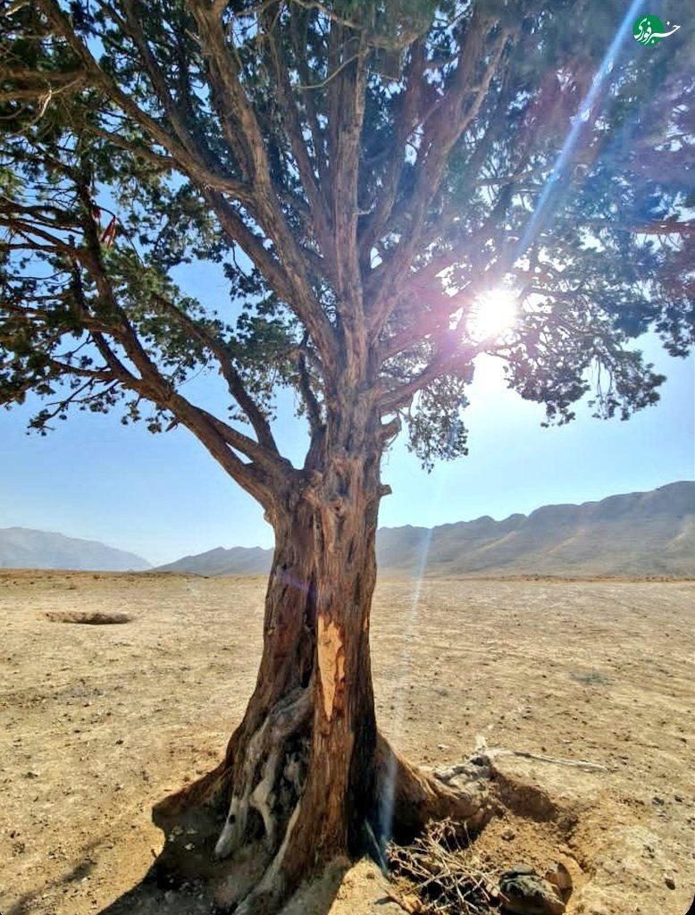 تک درخت تنها و دوست‌داشتنی جاده فیروزکوه