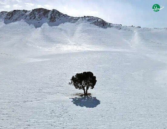 تک درخت تنها و دوست‌داشتنی جاده فیروزکوه