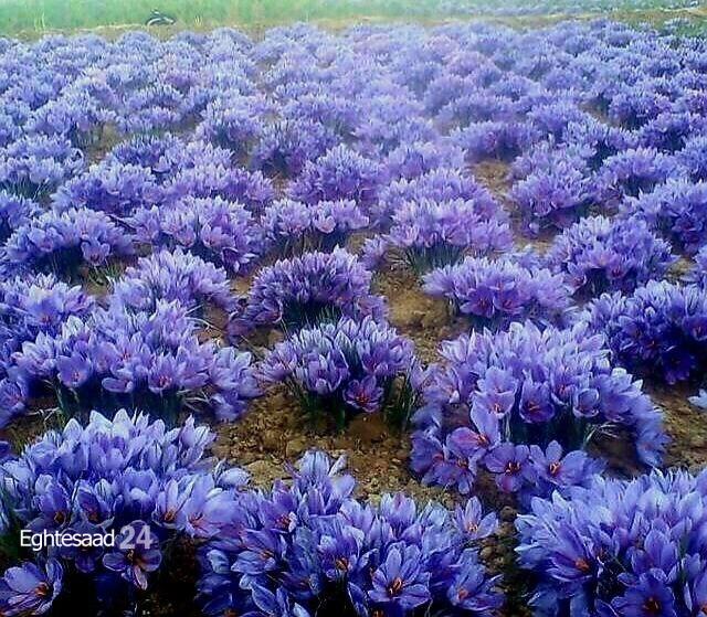 دشت‌های کاشت زعفران در خراسان