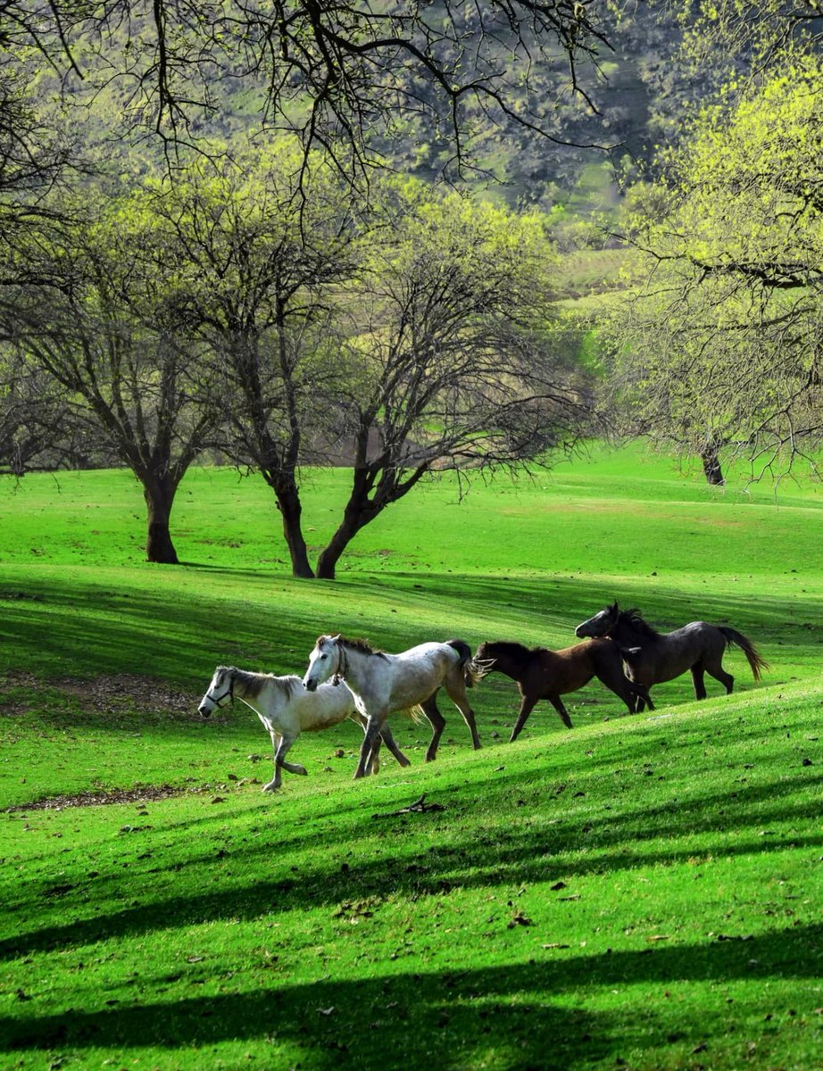 دره اناران سپیددشت