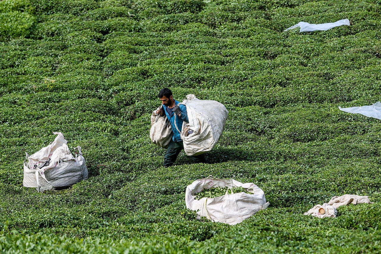 تیشه به ریشه چای