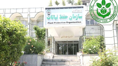 سازمان حفظ نباتات؛ نگهبان سلامت محصولات کشاورزی و امنیت غذایی کشور