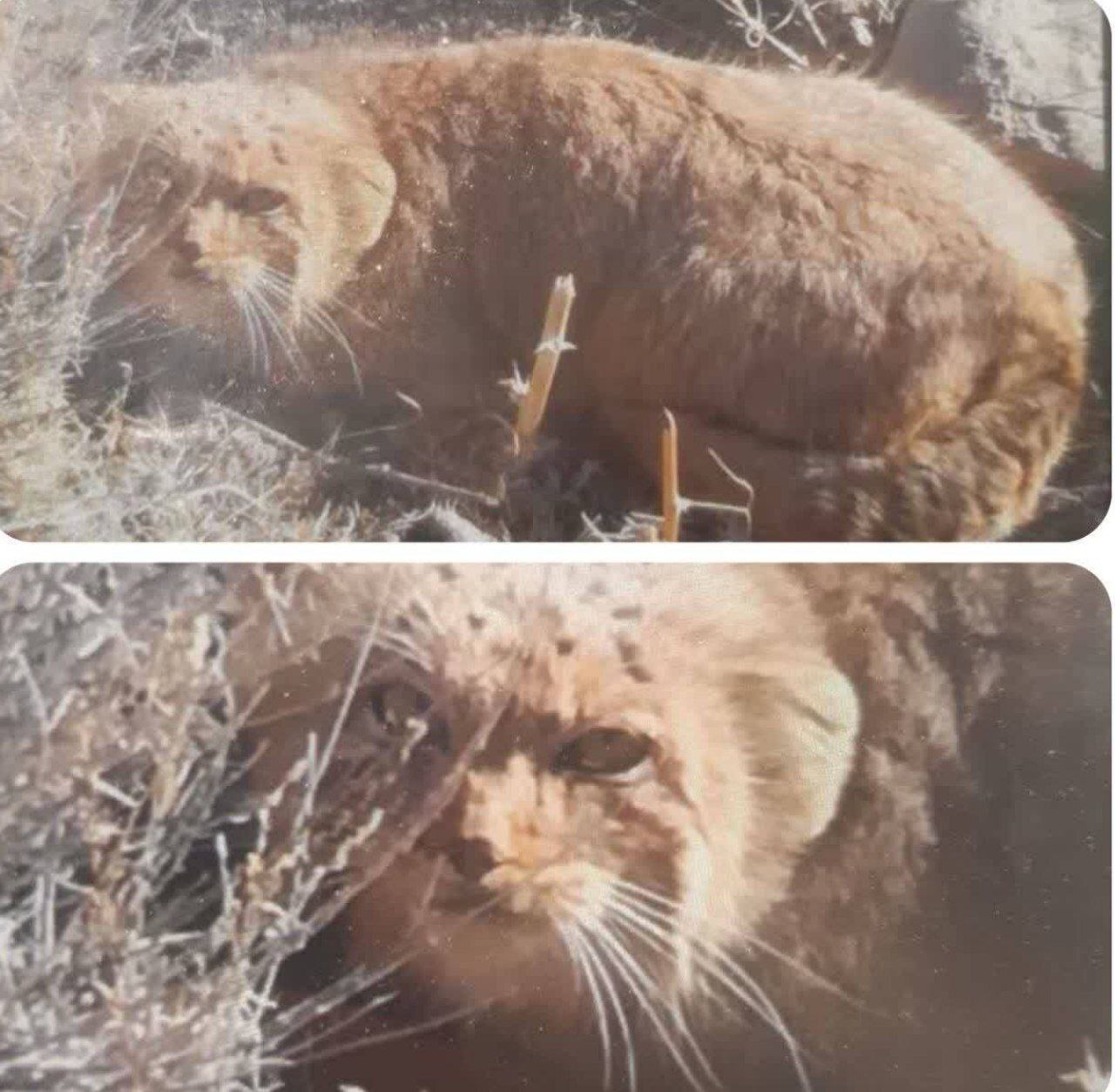 گربه پالاس در بیرجند